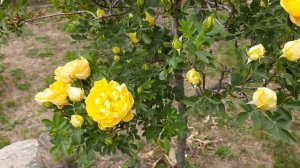 Самая СОЛНЕЧНАЯ штамбовая роза Персиан Еллоу / rose Persian Yellow / Rozi Mira