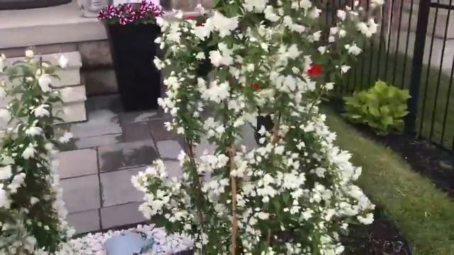 Philadelphus Snowbelle Beautiful White Flowers In My Garden ??