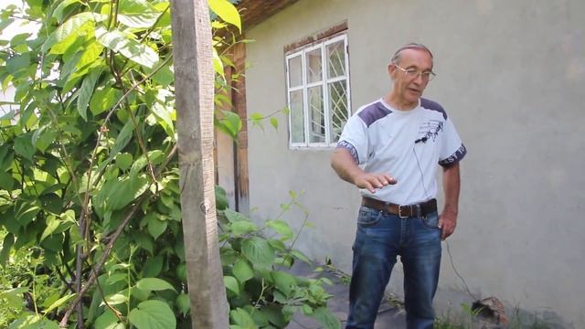 Отчего плохо перезимовали яблони? смотреть онлайн