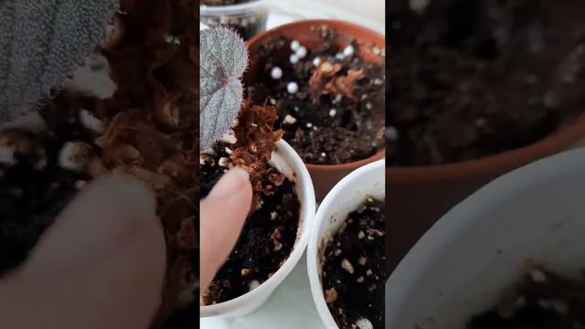 Бегонии тоже хотят жить . смотреть онлайн