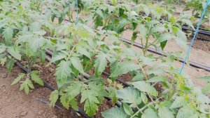 Нехватка магния у томатов!