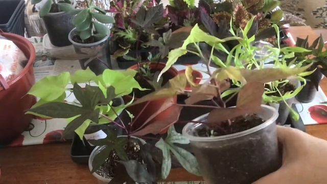 Ипомея Батат декоративно-лиственное растение, снимаю черенки. смотреть онлайн