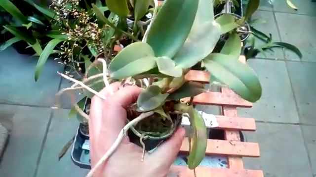 Promoção! Mudas de Cattleyas de R$ 19,90 por R$ 9,90! смотреть онлайн