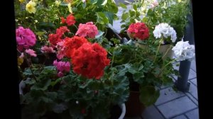 Красавица пеларгония-украшение вашей клумбы Герань в саду