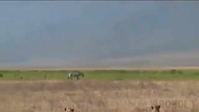 реальная Африка Прайд львов охотится на зебр смотреть онлайн