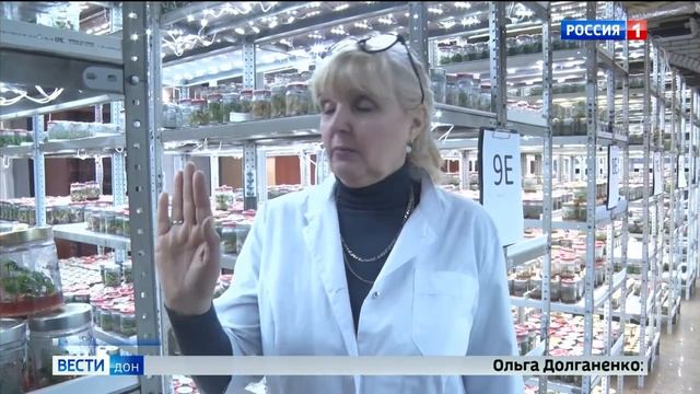На Дону выращивают саженцы по технологии клонального микроразмножения. Дон-ТР смотреть онлайн