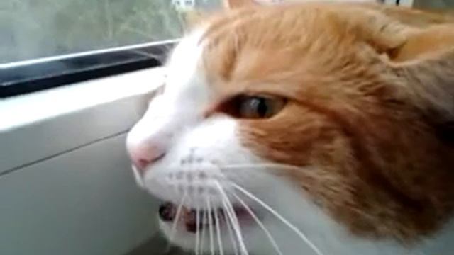 Каркающий кот смотреть онлайн