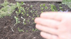 Делим маточные кусты Лилий весной. Размножение лилий с хорошей корневой системой до цветения.