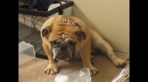 Английские бульдоги! Приколы