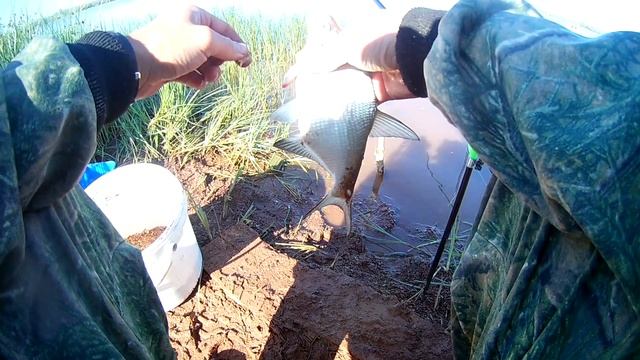 Фидерная рыбалка на Димитровском вдхр. с ночевкой часть 2, ловля подлещика. смотреть онлайн