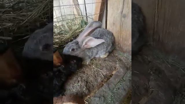 кролики фландер бельгийский смотреть онлайн