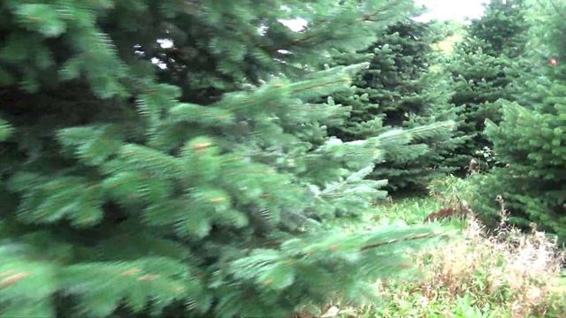 Пихта Нордмана (срубленная новогодняя пихта)  27059