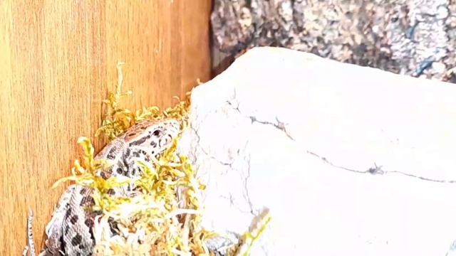 Где купить прыткую ящерицу? Как и где грамотно купить ящерицу? смотреть онлайн