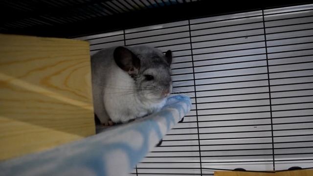 Watch THIS Before Getting A Chinchilla смотреть онлайн