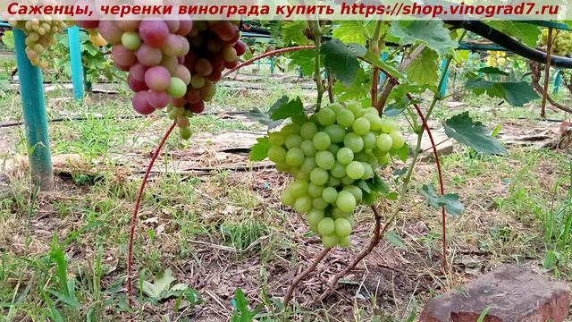 Парад сортов на 27.07.24 года - виноград МУСКАТ МЕДОВЫЙ окрашивание, созревание, характеристики. смотреть онлайн