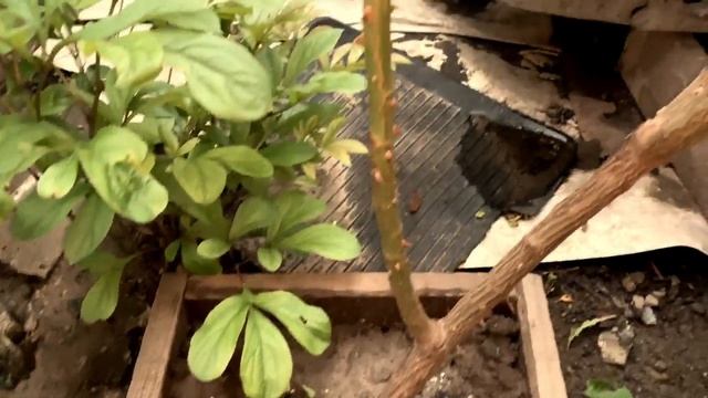 Роза Eden Rose (Эден Роуз или Пьер де Ронсар) скоро расцветет, а жасмин уже роскошно расцвел. смотреть онлайн