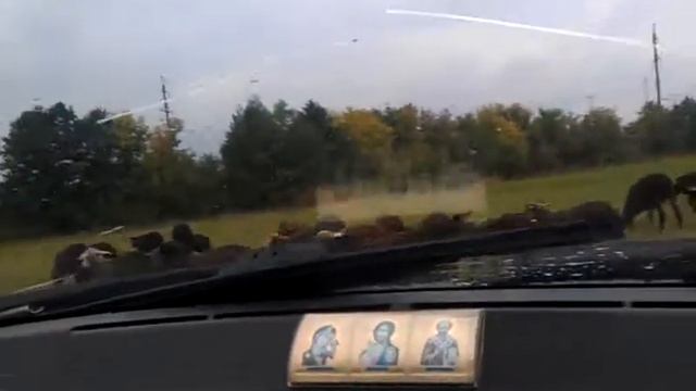 как пости овец смотреть онлайн