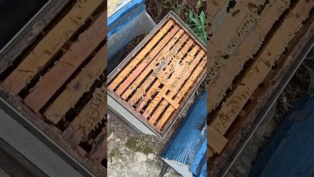 сентябрь Обработка Щавелевой кислотой смотреть онлайн