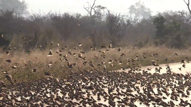 Red billed Quela, Krugerpark movie смотреть онлайн