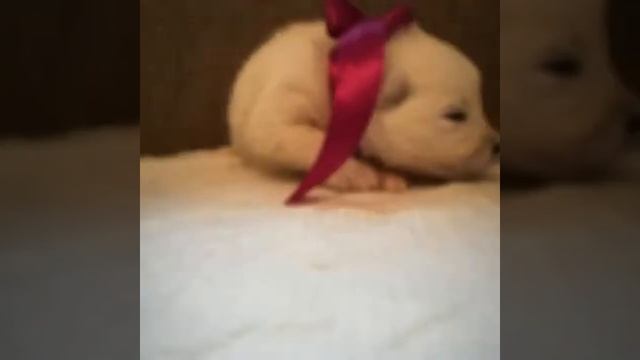 Щенки Самоеда как росли с 0 до 2 месяцев