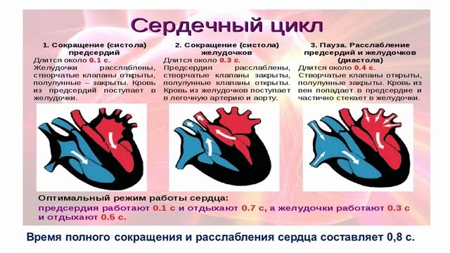 Биология, 8 класс, Типы кровеносных систем и круги кровообращения смотреть онлайн
