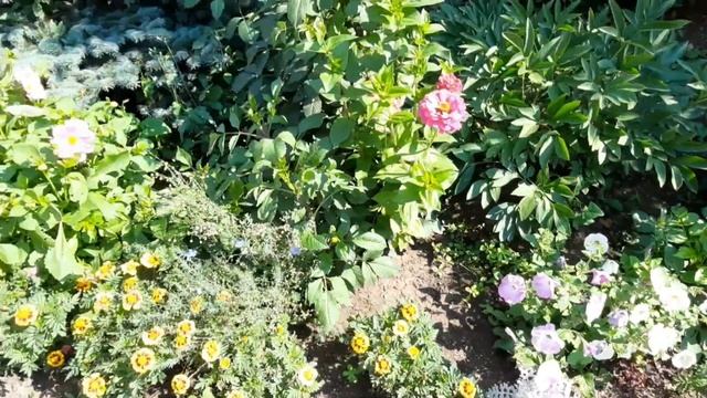 Цинерария серебристая.Посадка и уход. смотреть онлайн