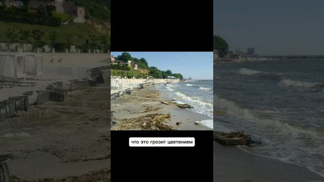 Соленость Черного моря близ Одессы резко упала почти в три раза #news смотреть онлайн