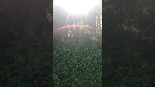 Lightcodes Manifested and Anchored on Behalf of my 100th Subscriber Json Whaley 6/4/2021 смотреть онлайн