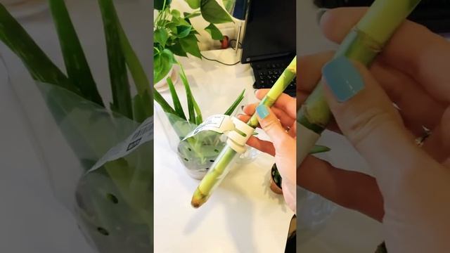 Покупки растений в Икеа?❤️ Ikea смотреть онлайн