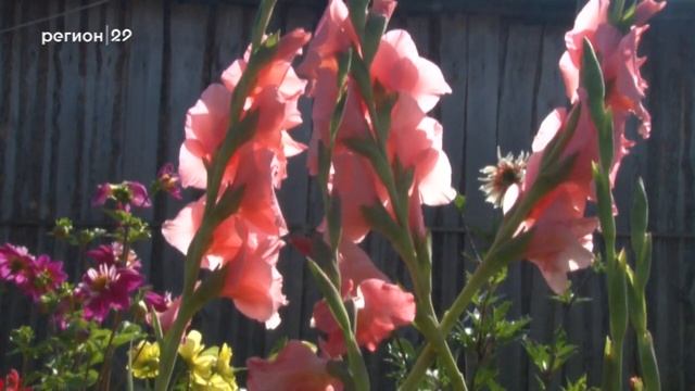 27 06 2018 Дачник удачник в гостях у Татьяны Халтуриной смотреть онлайн