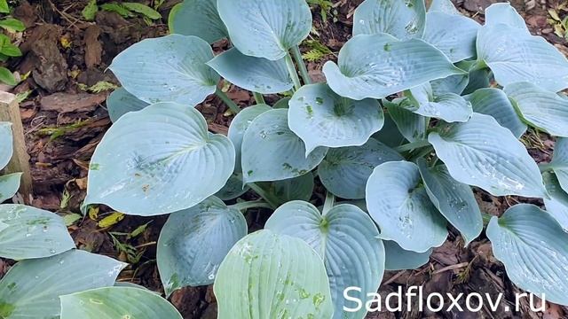 Синяя хоста Блю Шалк (Blue Chalk), редкая хоста в наших садах смотреть онлайн
