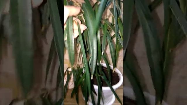 Фикус Али (Биннендийка) Малый смотреть онлайн