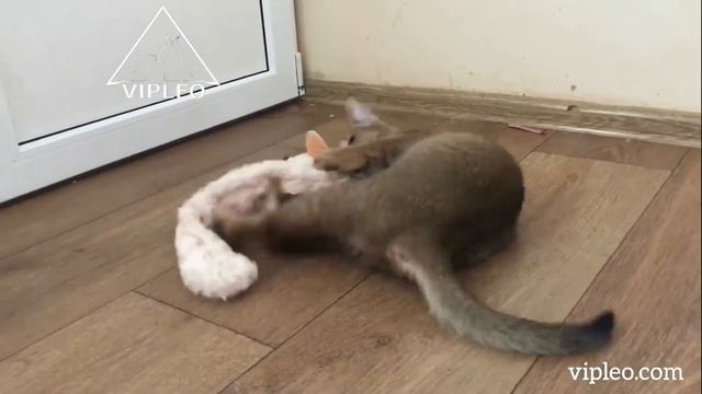 VIPLEO®. Каракет и добыча.... Caracat And Extraction...