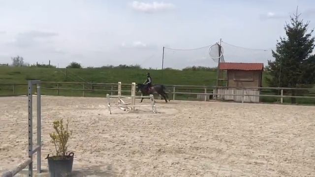 Miracle 4ans Cape Coral RBF z ( cornet*argentinus) смотреть онлайн