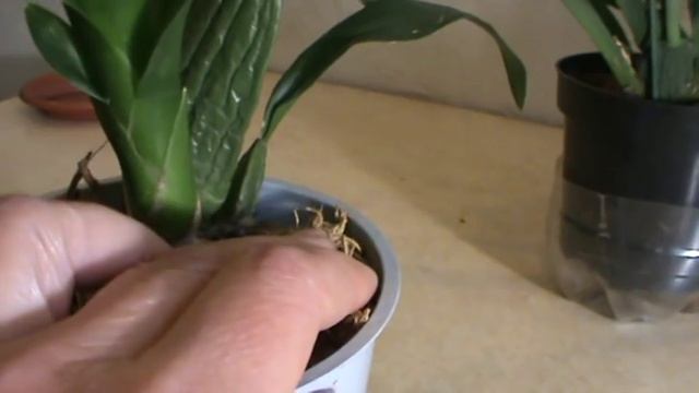 Орхидея Онцидиум. Правильный полив - главное условие для цветения. смотреть онлайн