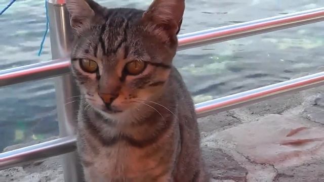 YILDIZLI SEMALAR EROL ULUPINAR смотреть онлайн