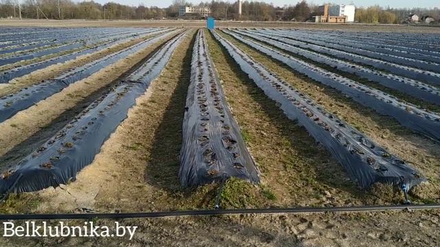 Клубничные поля, юго-запад Беларуси. Belklubnika.by.mp4 смотреть онлайн