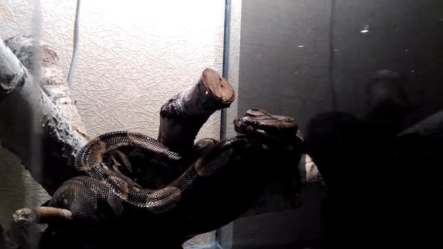 2016.12.11. Boa constrictor imperator - Обыкновенный императорский удав смотреть онлайн