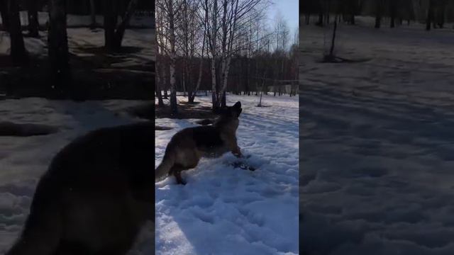 Немецкая и Кавказская овчарка после дрессуры | German shepherd and Caucasian shepherd after dressin смотреть онлайн