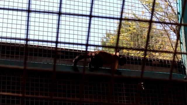 Зоопарк Израиль смотреть онлайн