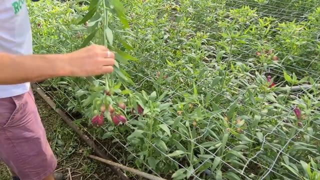 Growing Alstroemerias - Everything You Need To Know, Esp How To Pick Them!