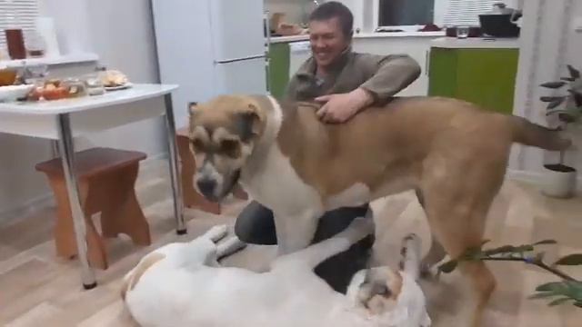 Бугай Алабай. Тум турум пум пау пам😂 Мужики.... с праздником✌ смотреть онлайн