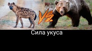 Пятнистая гиена против Бурого медведя