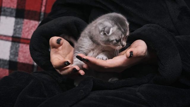 Мужчина решил избавиться от котенка. Узнав причину, ветеринар расплакался! смотреть онлайн