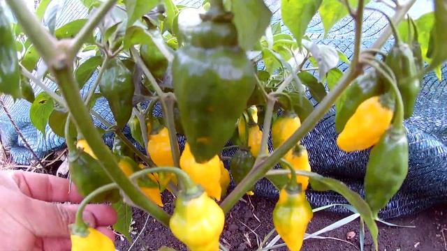 Habanero Neon. Сорт острого перца, Хабанеро неон.