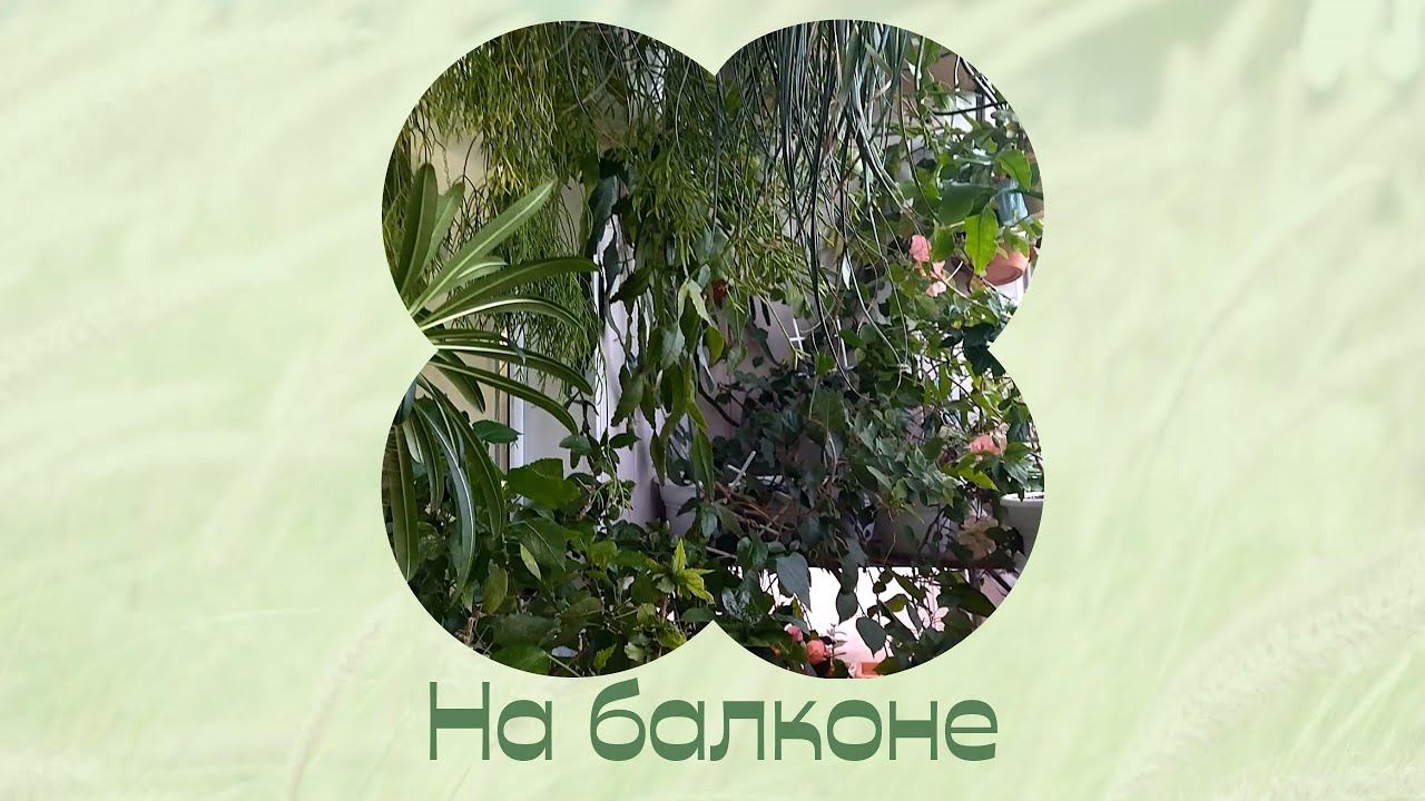 Осенний балкон. Комнатные растения дома. смотреть онлайн