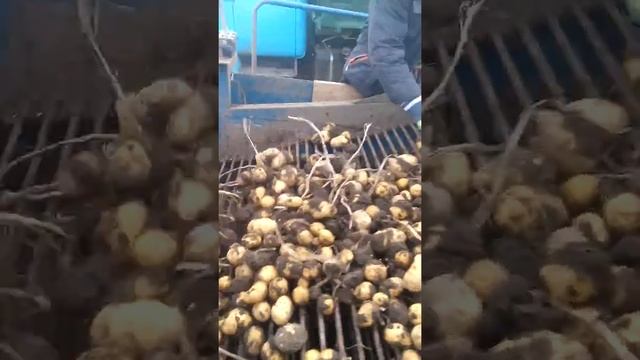 Раздельная уборка картофеля подборщик пл-1 смотреть онлайн