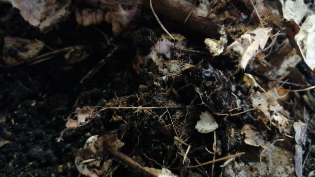 Содержание и разведение белой тропической мокрицы Trichorhina tomentosa, при участии ногохвосток. смотреть онлайн