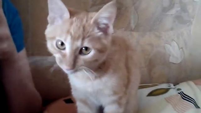 кот и сгущенка