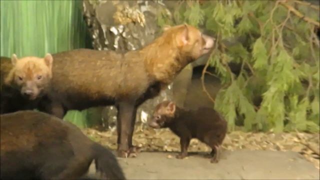 Семейство кустарниковых собак думает чем бы заняться 07.11.2022 смотреть онлайн